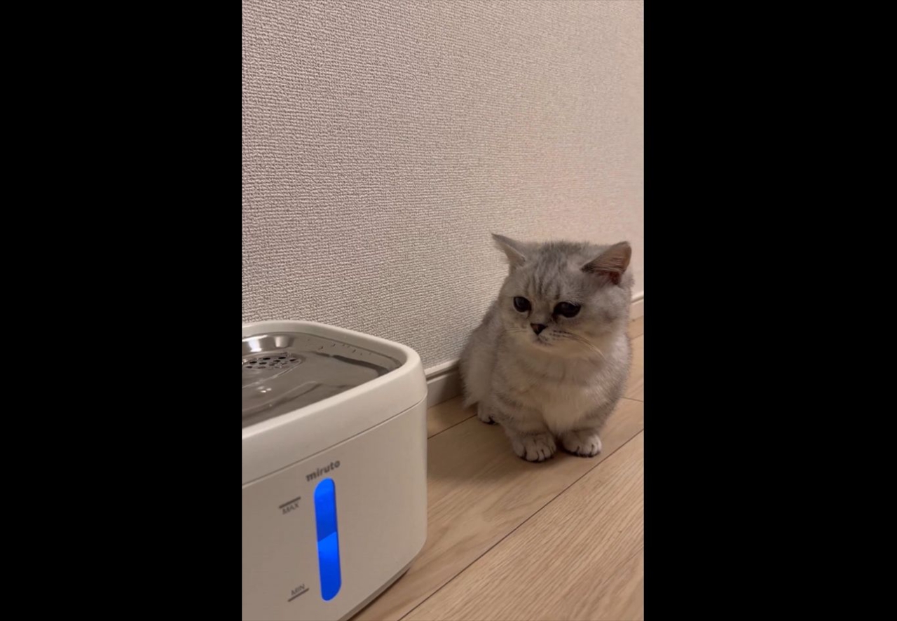 自動給水機をじっと見つめるネコ。興味津々な様子に反響「心が浄化されました」「警戒してるのかな?かわいい」