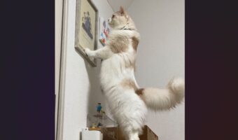 家族を描いた絵を見つめるネコ。深夜1時の行動が話題に「ちゃんとうちらも描かれておるにゃ」「世界が優しく見える」