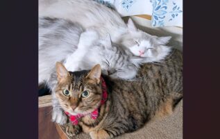 無言で訴えかけてくるネコ。体を枕にされて動けなくなっている様子が話題に「優しい子だぁ」「これは動いちゃダメなやつですね」