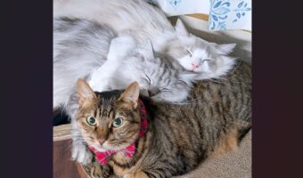 無言で訴えかけてくるネコ。体を枕にされて動けなくなっている様子が話題に「優しい子だぁ」「これは動いちゃダメなやつですね」