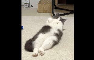 疲れてリビングに来たら・・一瞬で癒された！ゴロリと寝転がりリラックスしてるネコに反響「モフモフしたい」「腹筋鍛えがち」