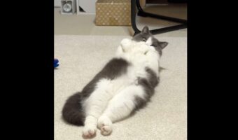 疲れてリビングに来たら・・一瞬で癒された！ゴロリと寝転がりリラックスしてるネコに反響「モフモフしたい」「腹筋鍛えがち」