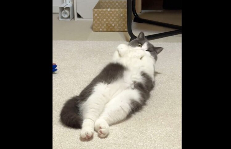 疲れてリビングに来たら・・一瞬で癒された！ゴロリと寝転がりリラックスしてるネコに反響「モフモフしたい」「腹筋鍛えがち」
