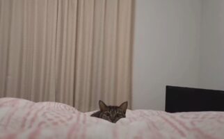 飼い主が起きていることに気付いたネコ。どんどん迫ってくる様子が話題に「なんとも言えない間がいい」「左右確認して突撃してんじゃん」
