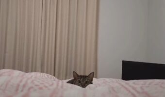 飼い主が起きていることに気付いたネコ。どんどん迫ってくる様子が話題に「なんとも言えない間がいい」「左右確認して突撃してんじゃん」