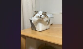すっぽり収まりご満悦？幸せそうなネコが液体になっている様子が話題に「液体にゃんこ最高」「もふもふで素敵な箱ですね」