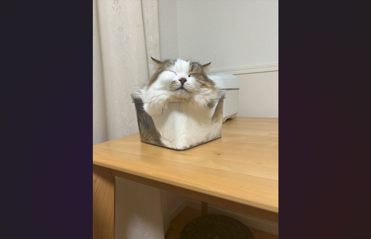 すっぽり収まりご満悦?幸せそうなネコが液体になっている様子が話題に「液体にゃんこ最高」「もふもふで素敵な箱ですね」