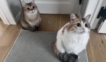 寒くなった時の猫の知恵？しっぽでおててを温めるネコたちの姿が話題「二人ともおめめがまんまるだね」「朝から眼福です」