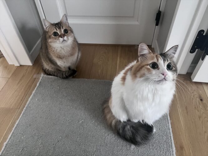 寒くなった時の猫の知恵？しっぽでおててを温めるネコたちの姿が話題「二人ともおめめがまんまるだね」「朝から眼福です」