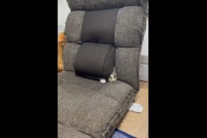 座椅子の隙間からおててやお顔を出すネコ。楽しく遊ぶ姿に反響「永遠に遊べそう」「吸い込まれとる！」