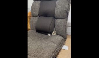 座椅子の隙間からおててやお顔を出すネコ。楽しく遊ぶ姿に反響「永遠に遊べそう」「吸い込まれとる！」