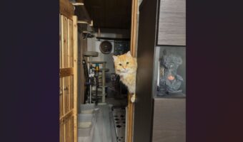 ネコがいないと思ったら・・。『大将やってる？』のノリで登場した時の様子が話題に「ウチ6時からなんです〜」「今日、いいマグロある？」