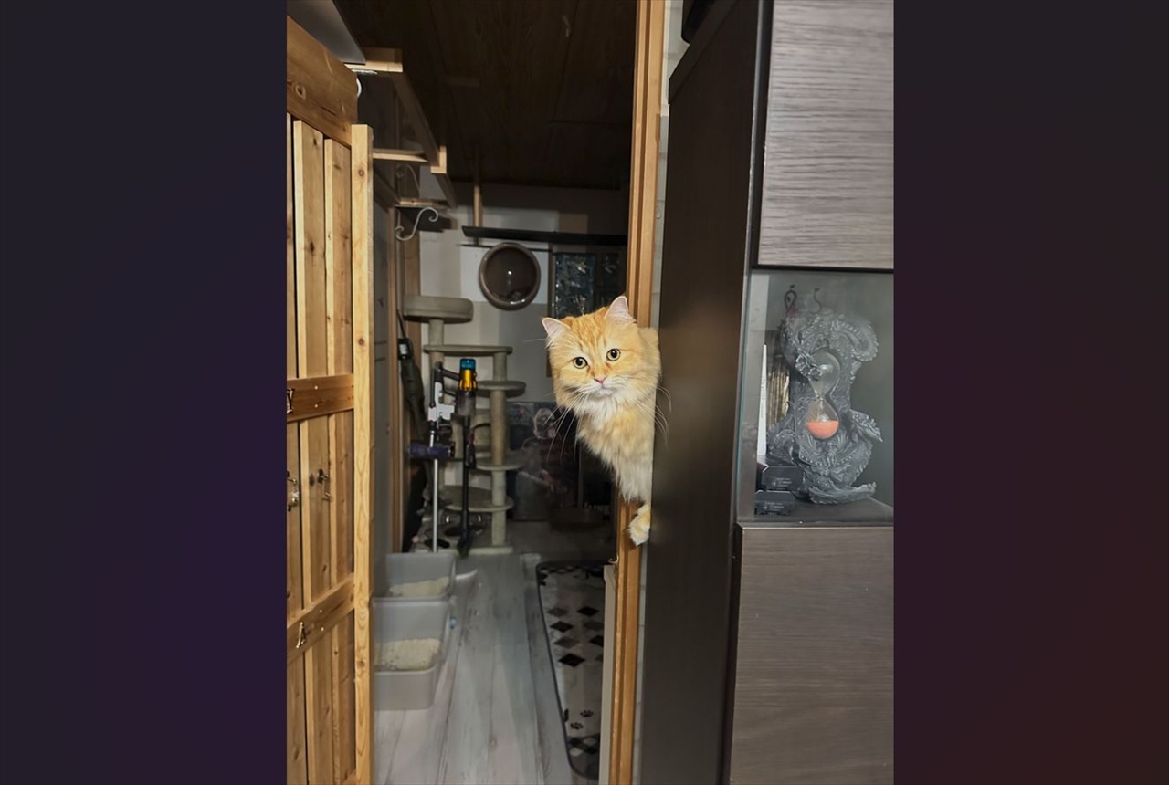 ネコがいないと思ったら・・。『大将やってる?』のノリで登場した時の様子が話題に「ウチ6時からなんです〜」「今日、いいマグロある?」