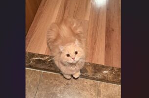 「ちゅーる買ってくるね〜」って言って帰ってきたら・・。帰宅後の様子に「すごい記憶力」「天使みたいな存在感」