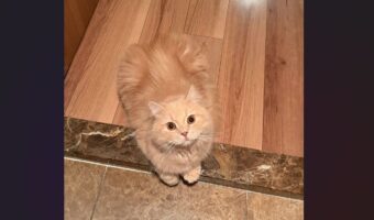 「ちゅーる買ってくるね〜」って言って帰ってきたら・・。帰宅後の様子に「すごい記憶力」「天使みたいな存在感」