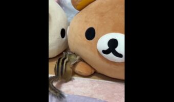 リスはぬいぐるみの手にお宝を隠したい！必死な姿が話題に「一生懸命隠してるのがたまらなくかわいい」「高速握手会みたい」