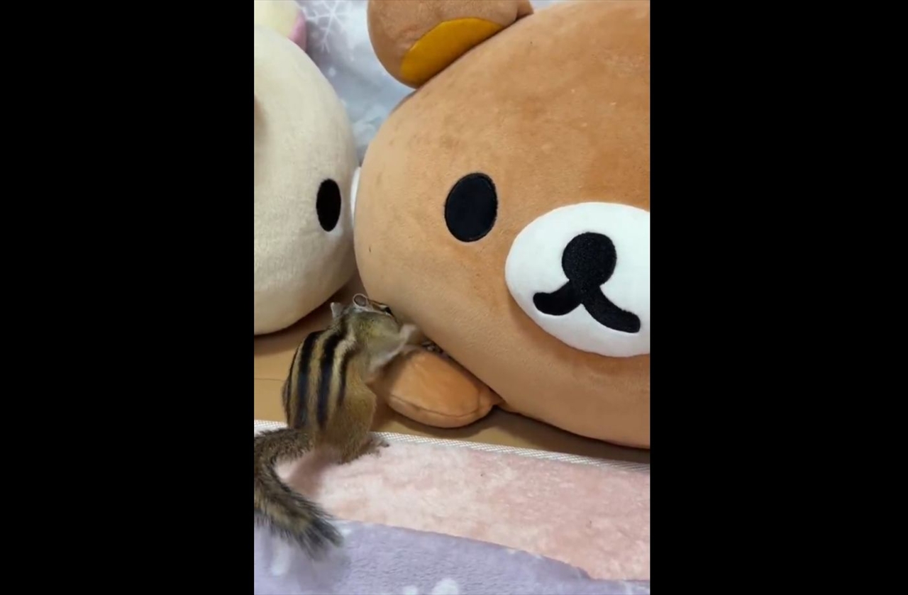 リスはぬいぐるみの手にお宝を隠したい！必死な姿が話題に「一生懸命隠してるのがたまらなくかわいい」「高速握手会みたい」
