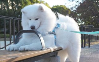 サモエドのチャレンジ！入れるかどうか微妙な隙間に頭を通そうとした姿が話題に「絶対自分のこと子犬だと思ってますね」「かわいすぎるでしょ！反則！」