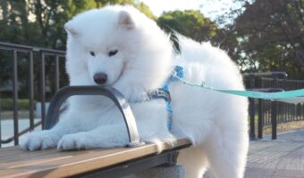 サモエドのチャレンジ！入れるかどうか微妙な隙間に頭を通そうとした姿が話題に「絶対自分のこと子犬だと思ってますね」「かわいすぎるでしょ！反則！」