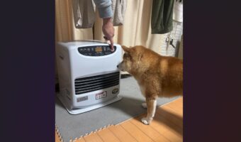ストーブ出した瞬間・・柴犬が駆け寄ってきた！さっそく暖を取ろうとする姿が話題に「あったかいのを覚えている！かしこい」