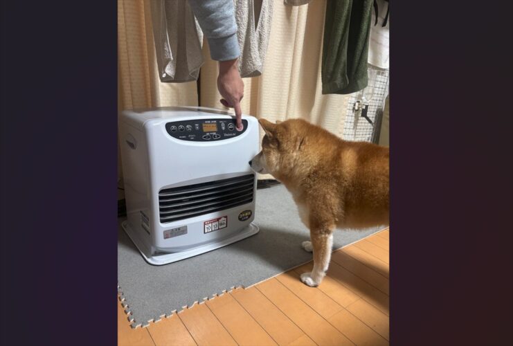 ストーブ出した瞬間・・柴犬が駆け寄ってきた！さっそく暖を取ろうとする姿が話題に「あったかいのを覚えている！かしこい」