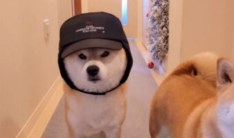 誰も似合わなかった帽子を柴犬に被せたら・・宇宙一似合った！その着こなしが話題に「帽子似合ってる！」「取り方がかわいい」