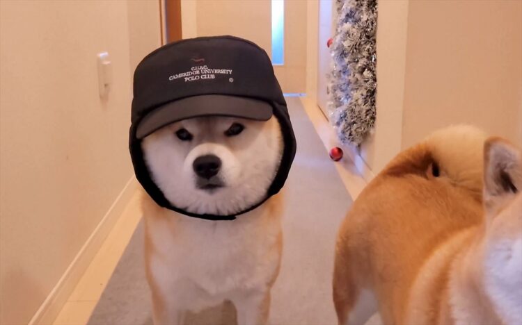 誰も似合わなかった帽子を柴犬に被せたら・・宇宙一似合った！その着こなしが話題に「帽子似合ってる！」「取り方がかわいい」