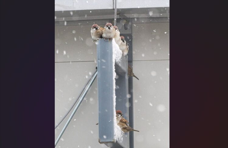 スズメの雪宿り。屋根の下でみんなで体を寄せる姿が話題に「寒いけど頑張れ！」「冬のスズメはまるまるしててかわいい」
