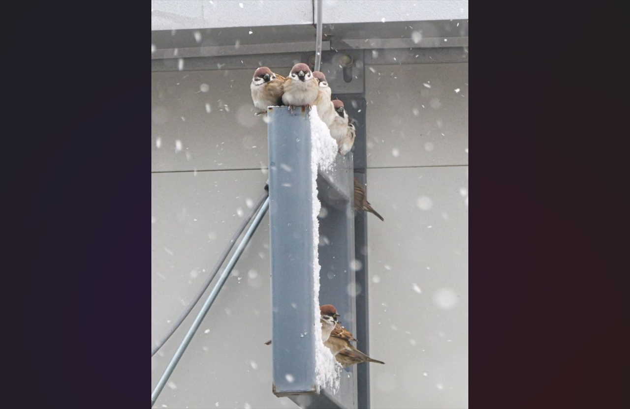 スズメの雪宿り。屋根の下でみんなで体を寄せる姿が話題に「寒いけど頑張れ!」「冬のスズメはまるまるしててかわいい」