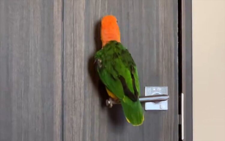ノリノリなシロハラインコ。ドアノブの上でガチャガチャとはしゃぐ動きに反響「楽しそうですね～」「ドアノブ耐久試験職人！」