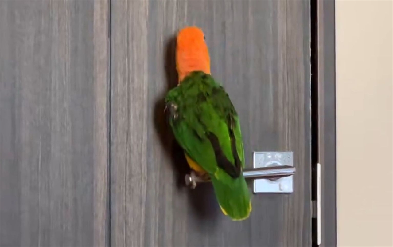 ノリノリなシロハラインコ。ドアノブの上でガチャガチャとはしゃぐ動きに反響「楽しそうですね～」「ドアノブ耐久試験職人！」