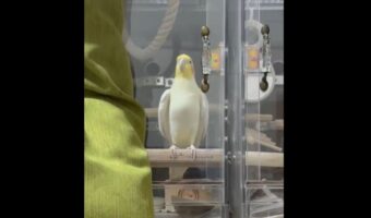 飼い主さんが帰宅してウキウキ！喜びのステップを踏むオカメインコがかわいすぎる！
