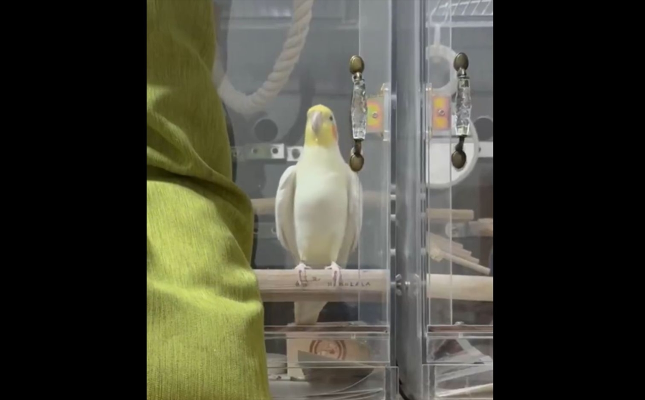 飼い主さんが帰宅してウキウキ！喜びのステップを踏むオカメインコがかわいすぎる！