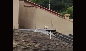 この子はどう見てもイヌに見えるけど・・。実はネコなんですってどういうこと？！【海外・動画】