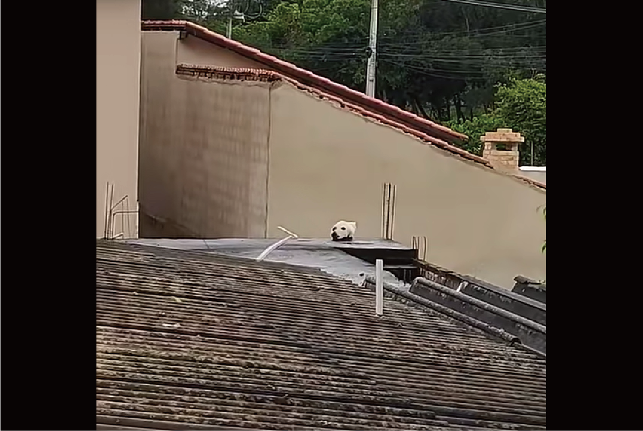 この子はどう見てもイヌに見えるけど・・。実はネコなんですってどういうこと？！【海外・動画】