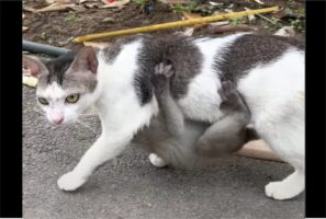 ネコの歩く姿に違和感。サルの赤ちゃんがその体にギュッと抱きついている！？【海外・動画】