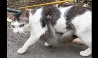 ネコの歩く姿に違和感。サルの赤ちゃんがその体にギュッと抱きついている！？【海外・動画】