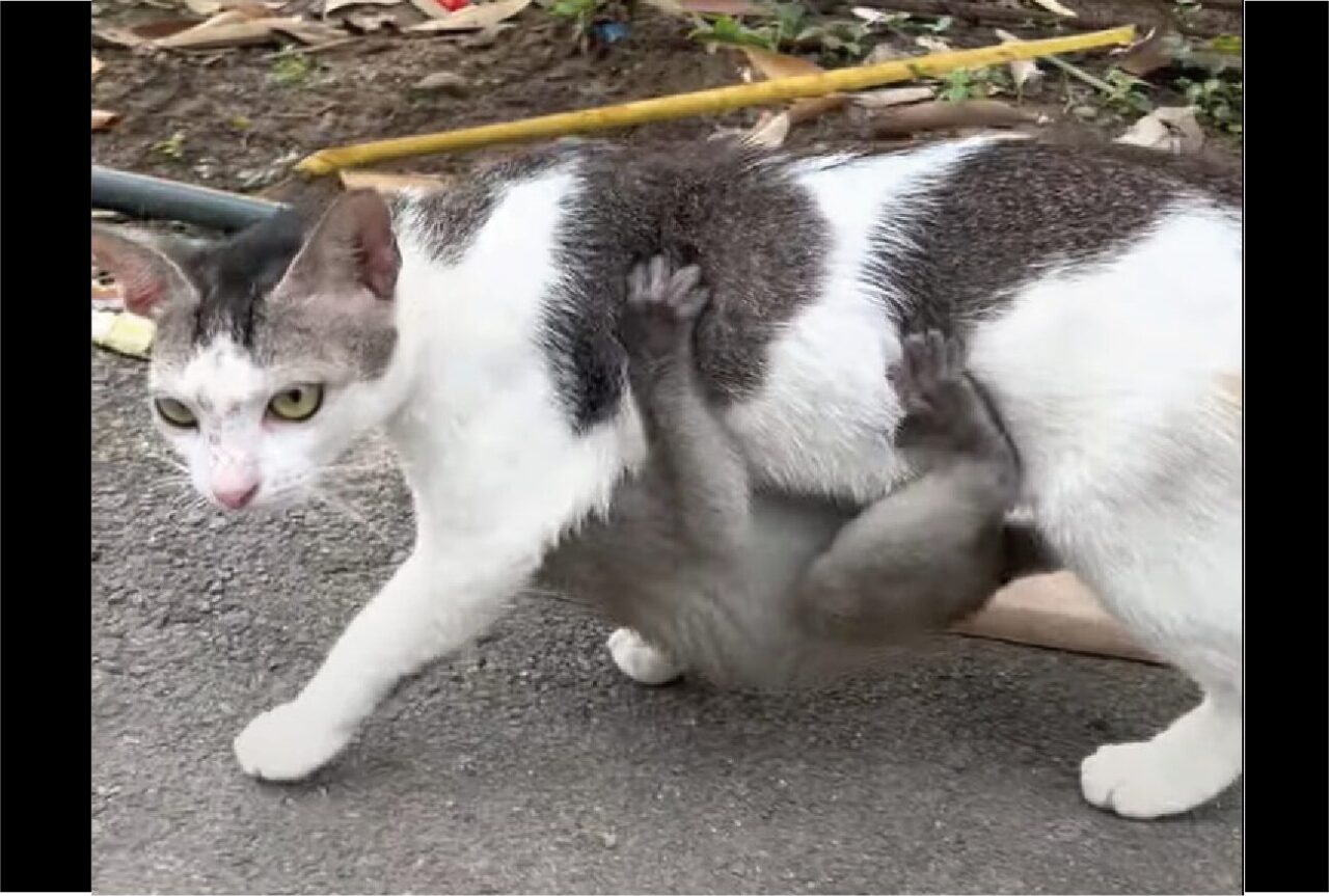 ネコの歩く姿に違和感。サルの赤ちゃんがその体にギュッと抱きついている！？【海外・動画】