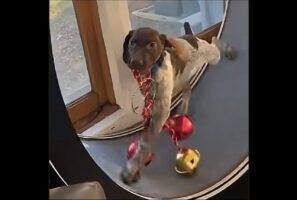 将来の夢はトナカイさん？子犬がクリスマスのデコレーションをくわえてキャットホイールを駆ける！！【アメリカ・動画】