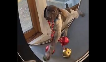 将来の夢はトナカイさん？子犬がクリスマスのデコレーションをくわえてキャットホイールを駆ける！！【アメリカ・動画】