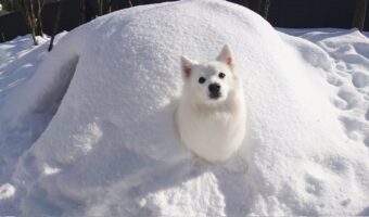 かまくらからにょきにょき～と日本スピッツが生えてきた！？その姿がかわいいと話題に