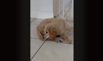 それはオモチャじゃないよ！自分のしっぽをくわえた子犬が・・そのまますってんころりん！！【海外・動画】