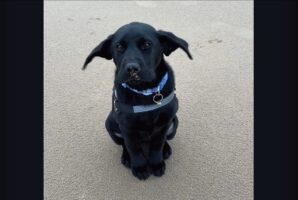 耳がパタパタ！ビーチで愛犬の耳が強風に揺れる姿に飼い主さんは笑いが止まらない！！！【海外・動画】