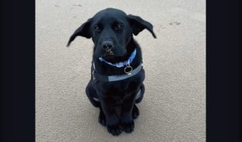 耳がパタパタ！ビーチで愛犬の耳が強風に揺れる姿に飼い主さんは笑いが止まらない！！！【海外・動画】