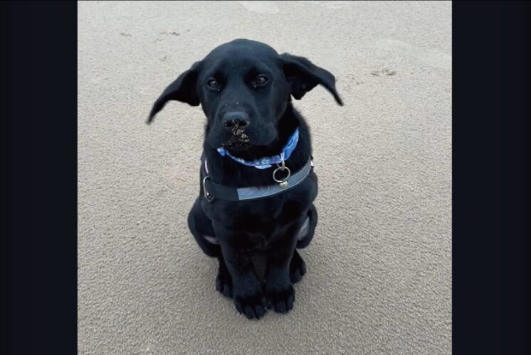 耳がパタパタ！ビーチで愛犬の耳が強風に揺れる姿に飼い主さんは笑いが止まらない！！！【海外・動画】