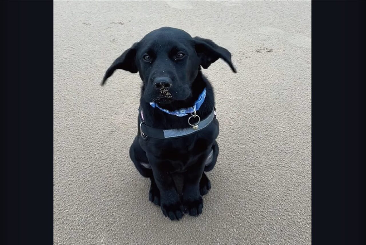 耳がパタパタ！ビーチで愛犬の耳が強風に揺れる姿に飼い主さんは笑いが止まらない！！！【海外・動画】