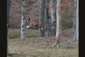 ボクサー犬がぴょんぴょ～ん！はしゃいで跳ねる姿がかわいすぎる！！【アメリカ・動画】