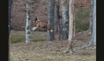 ボクサー犬がぴょんぴょ～ん！はしゃいで跳ねる姿がかわいすぎる！！【アメリカ・動画】