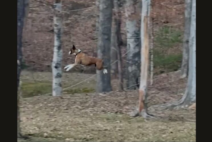 ボクサー犬がぴょんぴょ～ん！はしゃいで跳ねる姿がかわいすぎる！！【アメリカ・動画】