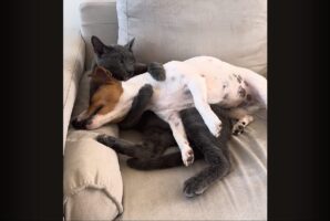 ギュ～っとハグしてペロペロ。同居犬をだっこしてアログルーミングし続けるネコ【海外・動画】